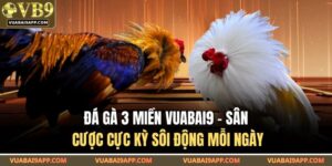 Đá Gà 3 Miền VUABAI9 – Sân Cược Cực Kỳ Sôi Động Mỗi Ngày 3 Đá gà 3 miền