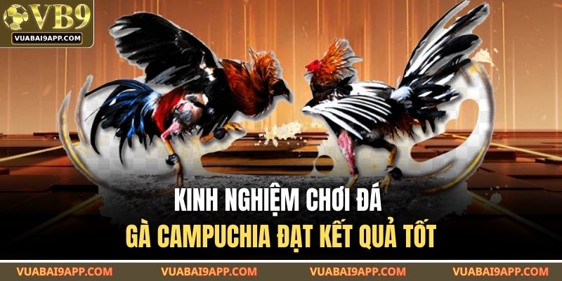 Đá Gà Campuchia VUABAI9 – Hình Thức Cược Thực Tế Nhất 2025 4 Kinh nghiệm chơi đá gà campuchia đạt kết quả tốt