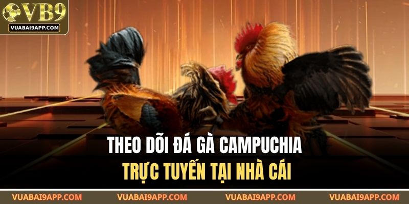 Đá Gà Campuchia VUABAI9 – Hình Thức Cược Thực Tế Nhất 2025 3 Theo dõi đá gà campuchia trực tuyến tại nhà cái