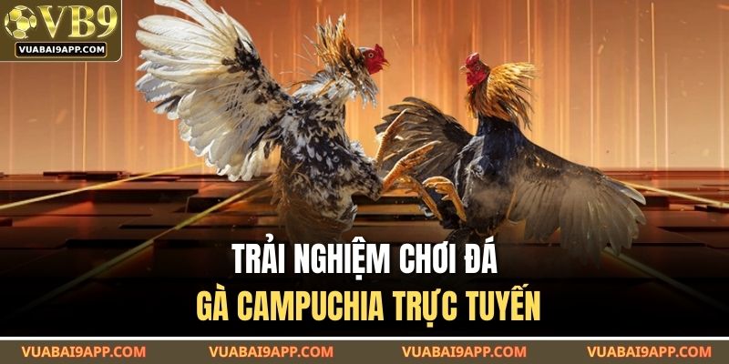 Đá Gà Campuchia VUABAI9 – Hình Thức Cược Thực Tế Nhất 2025 2 Trải nghiệm chơi đá gà campuchia trực tuyến